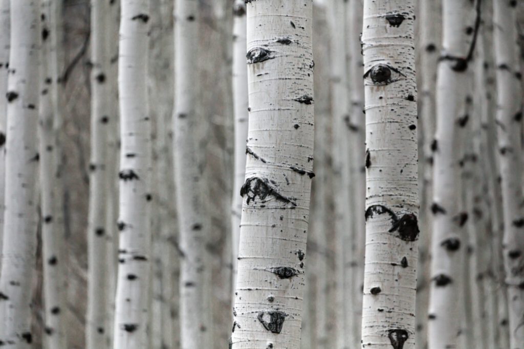 Stems of Birch Trees