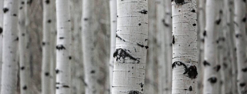 Stems of Birch Trees